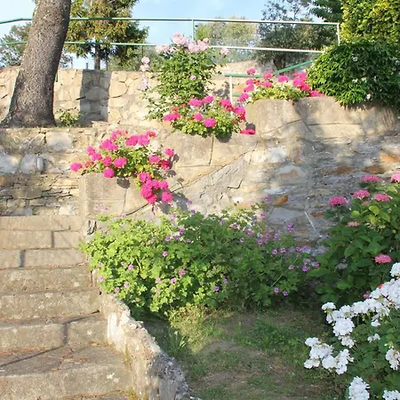 Host Millenaria * 卡莫利